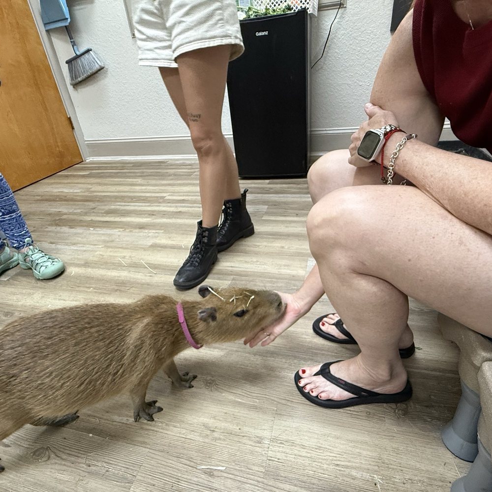 The Capybara Cafe - Themed Cafes Near Me - St. Augustine, Florida The Capybara Cafe - Themed Cafes Near Me - St. Augustine, Florida