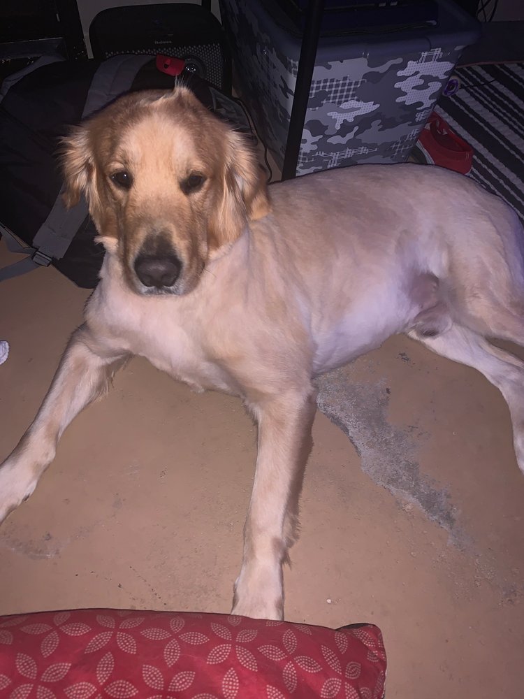 LUV UR PET GROOMING Updated September 2024 14 Reviews 9619 S