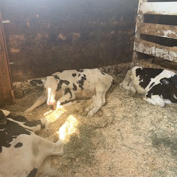 Fruit World - three cows laying in a barn - Fruits & Veggies Near Me - Sicamous, British Columbia