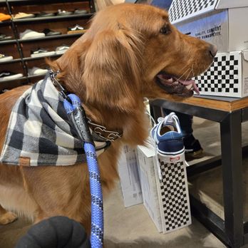Vans - He even wore his checkered scarf lol - Shoe Stores Near Me - Costa Mesa, California