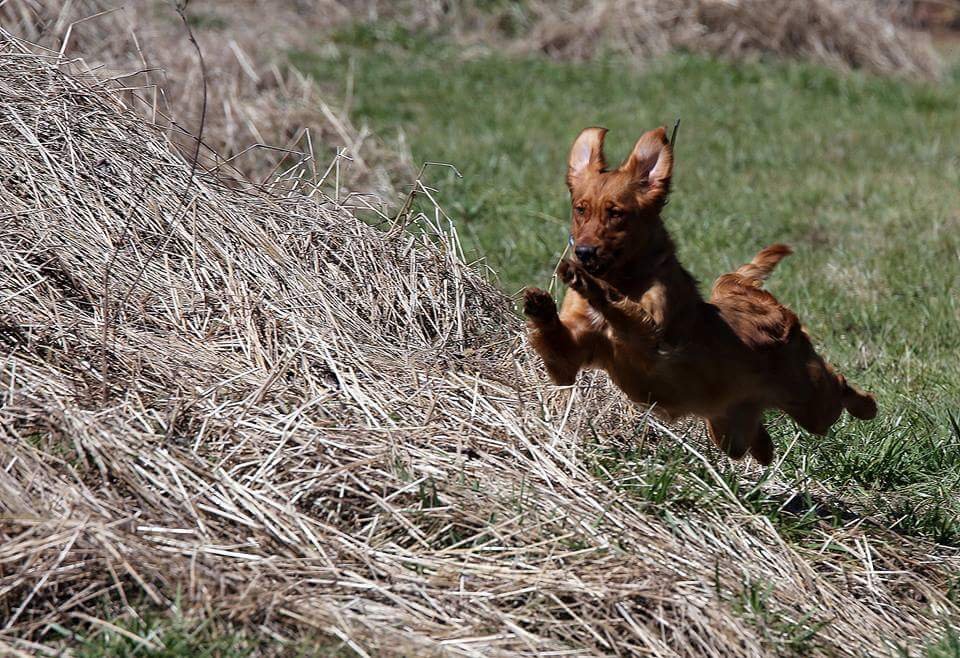 WELLER KENNELS DOG OBEDIENCE Updated September 2024 250 Zeb Rd, New