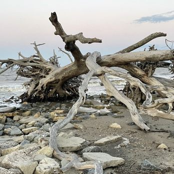 Driftwood Beach - Beaches Near Me - Jekyll Island, Georgia Driftwood Beach - Beaches Near Me - Jekyll Island, Georgia