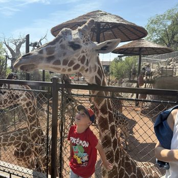 Cheyenne Mountain Zoo - Giraffe - Zoos Near Me - Colorado Springs, Colorado Cheyenne Mountain Zoo - Giraffe - Zoos Near Me - Colorado Springs, Colorado