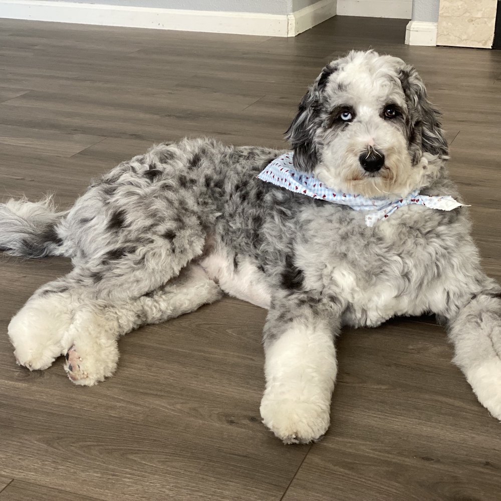 Blackhawk Grooming - This is what I requested! - Pet Groomers Near Me - Danville, California Blackhawk Grooming - This is what I requested! - Pet Groomers Near Me - Danville, California