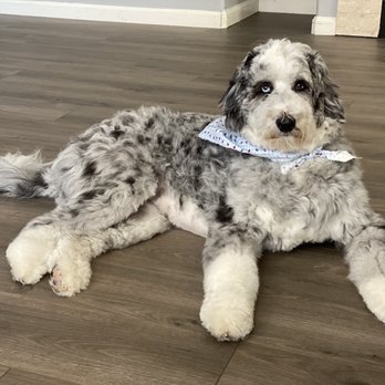 Blackhawk Grooming - This is what I requested! - Pet Groomers Near Me - Danville, California Blackhawk Grooming - This is what I requested! - Pet Groomers Near Me - Danville, California