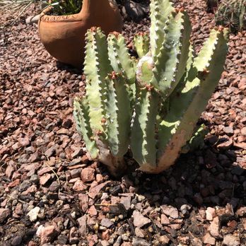 Bach's Cactus Nursery - Wait n see - Nurseries & Gardening Near Me - Tucson, Arizona