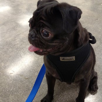 PetSmart - Yoda 2015 training - Pet Training Near Me - Huntington Beach, California PetSmart - Yoda 2015 training - Pet Training Near Me - Huntington Beach, California