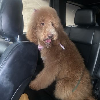 Groomer Has It - Pheona - Pet Groomers Near Me - Las Vegas, Nevada Groomer Has It - Pheona - Pet Groomers Near Me - Las Vegas, Nevada