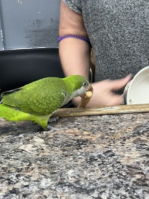 Antiques & Collectibles Too by null