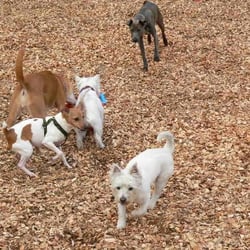 Lucky Dog Resort - Small dogs having fun.