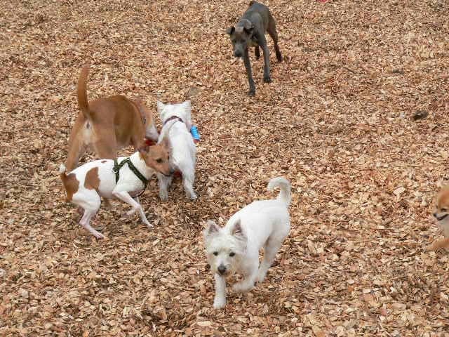 Lucky Dog Resort - pet boarding facility in Snohomish, WA