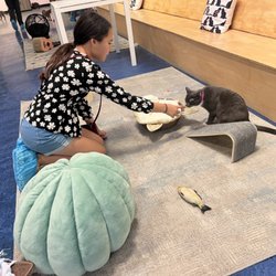 Mini Cat Town