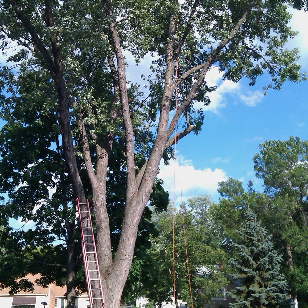 TOP 10 BEST Tree Services in Bloomington, MN - Yelp (Updated December 2023)