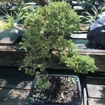 Yamaguchi Bonsai Nursery - Nurseries & Gardening Near Me - Los Angeles, California Yamaguchi Bonsai Nursery - Nurseries & Gardening Near Me - Los Angeles, California