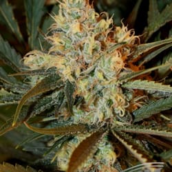 Roots Rx - Basalt