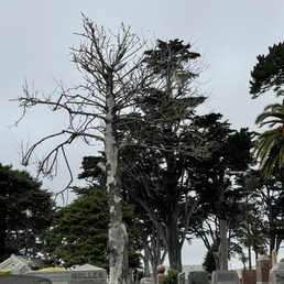 Why does Olivet cypress lawn allow dead trees. Dangerous and problematic