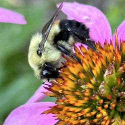 KMS Native Plants - Bumble and echinacea