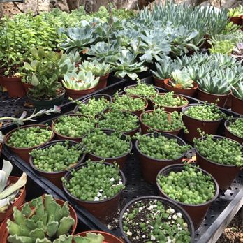 Tiny Boxwoods - Nursery - New American Near Me - Houston, Texas