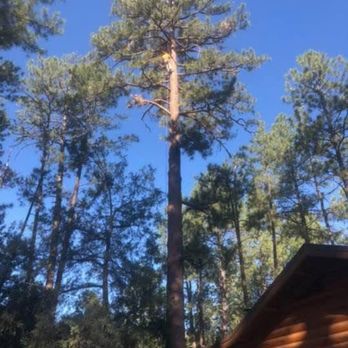 Atomic Tree Service - Tree Services Near Me - Flagstaff, Arizona