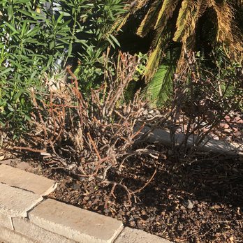 Yocmar Lawn Services - Removed dead bush. - Landscaping Near Me Yocmar Lawn Services - Removed dead bush. - Landscaping Near Me
