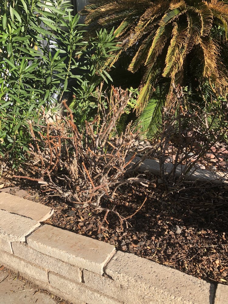 Yocmar Lawn Services - tree service in Las Vegas, NV