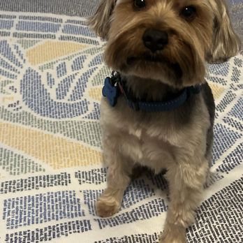 Dogs Etc - After grooming. - Pet Groomers Near Me - Newhall, California Dogs Etc - After grooming. - Pet Groomers Near Me - Newhall, California