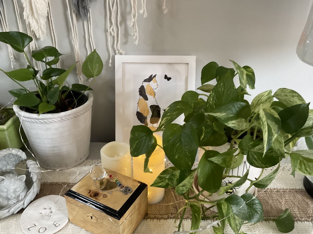 IMMEDIATE ANIMAL SERVICE Updated August 2024 Ball Ground,