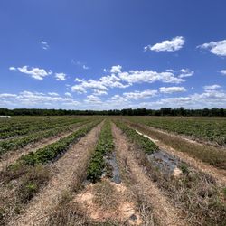 Yankey Farms - Rows