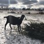 Photo of Hoofprint Cheese Company