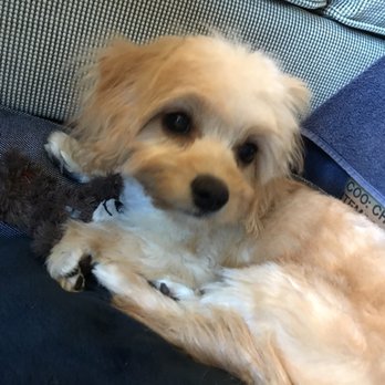 Puppy Luv - Learning how to care for her tear stains. - Pet Groomers Near Me - Federal Way, Washington Puppy Luv - Learning how to care for her tear stains. - Pet Groomers Near Me - Federal Way, Washington