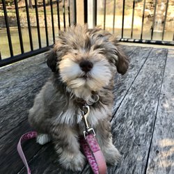 Lefty's Local Pawesome Pet Care