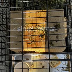 Riverside Veterinary Hospital - No water. Poop everywhere. Hay tossed in. Nothing cleaned or changed. He was in here for a week.