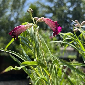 Moon Valley Nurseries - Desert Willow - Nurseries & Gardening Near Me - Austin, Texas