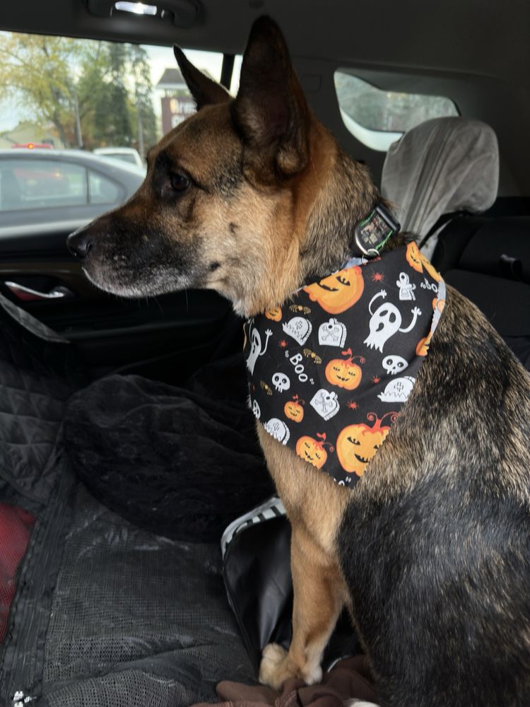 BEST IN SHOW DOG GROOMING Updated September 2024 5419 S Abbott Rd