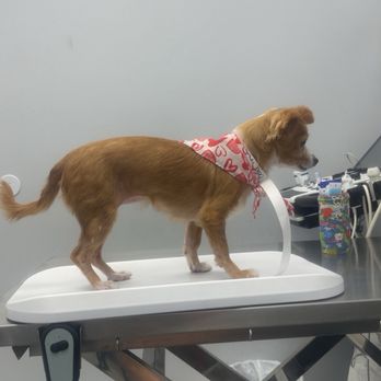 AM PM Ideal Pet Care - She's ready my girl - Veterinarians Near Me - Norwalk, California