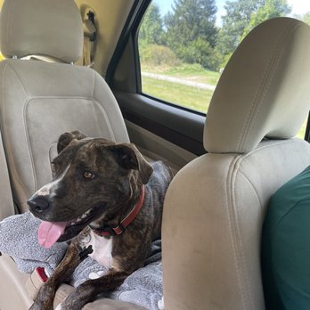 Heavenly Care Kennels - Percy had a blast during her vacation! - Pet Boarding Near Me - Sheridan, Indiana Heavenly Care Kennels - Percy had a blast during her vacation! - Pet Boarding Near Me - Sheridan, Indiana