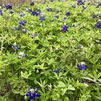 Copperfield Nature Trails - Community Service/Non-Profit Near Me - Austin, Texas