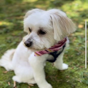 Luxury Pets Grooming - Pet Sitting Near Me - Lilburn, Georgia Luxury Pets Grooming - Pet Sitting Near Me - Lilburn, Georgia