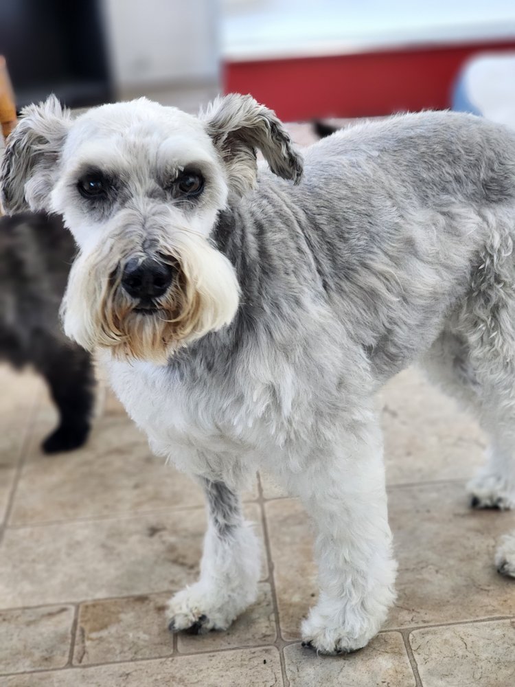 BentHill Dog Co Image