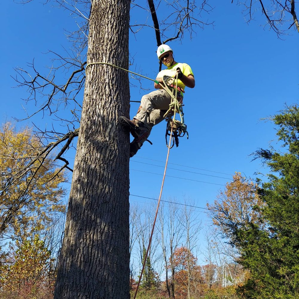 Green Spider Tree Service - tree service in Reading, PA