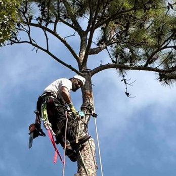 Gorilla Greg's Tree Service - Tree Services Near Me - Onalaska, Texas Gorilla Greg's Tree Service - Tree Services Near Me - Onalaska, Texas