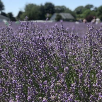 Lavender by the Bay - French lavender (July 15, 2019) - Pick Your Own Farms Near Me - East Marion, New York Lavender by the Bay - French lavender (July 15, 2019) - Pick Your Own Farms Near Me - East Marion, New York