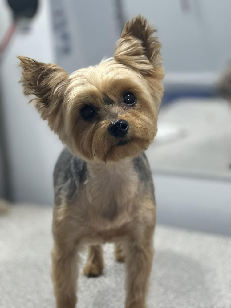 SHAMPOOCH MOBILE GROOMING Updated August 2024 920 Town Centre Dr