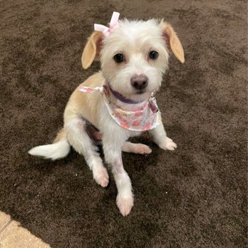 Colonies Pet Grooming - Pet Groomers Near Me - Upland, California Colonies Pet Grooming - Pet Groomers Near Me - Upland, California