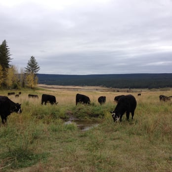 San Jose Cattle - a herd of cattle grazing in a field - Local Flavor Near Me San Jose Cattle - a herd of cattle grazing in a field - Local Flavor Near Me