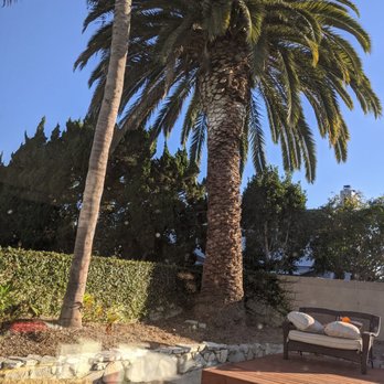 Discount Tree Care Arborist - Before - Tree Services Near Me - Long Beach, California
