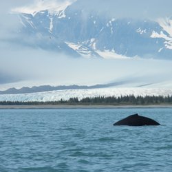 Seward Water Taxi - Want to see a glacier and whale?