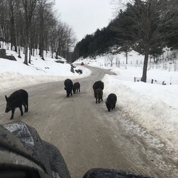 Parc Omega - Pigs - Zoos Near Me - Montebello, Quebec