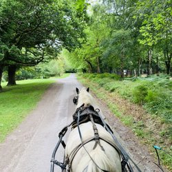 Killarney Horse and Carriage Tours