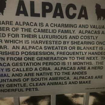 The Alpaca Hacienda - Attraction Farms Near Me - Temecula, California